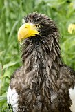 DZH01105766 Stellers zeearend / Haliaeetus pelagicus