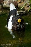 DZH01105789 Stellers zeearend / Haliaeetus pelagicus