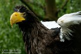 DZH01105794 Stellers zeearend / Haliaeetus pelagicus