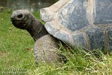 DZH01105809 aldabra-reuzenschildpad / Aldabrachelys gigantea