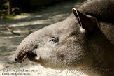 DJP01114355 laaglandtapir / Tapirus terrestris