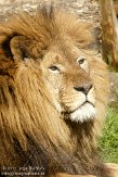 DJP01114399 Afrikaanse leeuw / Panthera leo