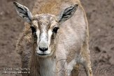 DKA01081623 Perzische kropgazelle / Gazella subgutturosa subgutturosa