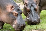 DZK0110A263 nijlpaard / Hippopotamus amphibius