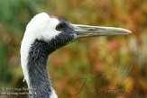 DZK01139966 Chinese kraanvogel / Grus japonensis