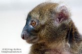 DZK0113A132 grote bamboemaki / Prolemur simus