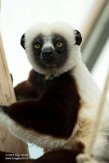 DZK01213118 Coquerels sifaka / Propithecus coquereli