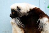 DZK01213126 Coquerels sifaka / Propithecus coquereli