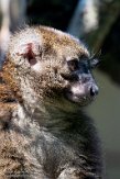 DZK01213153 grote bamboemaki / Prolemur simus