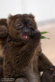 DZK01213166 grote bamboemaki / Prolemur simus