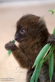 DZK01213184 grote bamboemaki / Prolemur simus