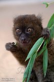 DZK01213190 grote bamboemaki / Prolemur simus