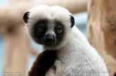 DZK01213197 Coquerels sifaka / Propithecus coquereli