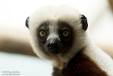 DZK01213214 Coquerels sifaka / Propithecus coquereli