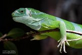 DZK01213239 Fiji-leguaan / Brachylophus fasciatus