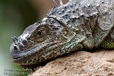 DKZ01088305 groene leguaan / Iguana iguana