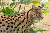 DZK01162948 serval / Leptailurus serval