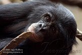 DZL01086967 bonobo / Pan paniscus