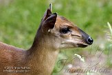 DZL01086992 rode duiker / Cephalophus natalensis