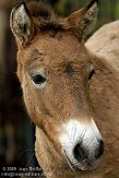 DZL0209A821 przewalskipaard / Equus ferus przewalskii