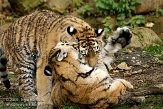 DZL0209B050 Siberische tijger / Panthera tigris altaica