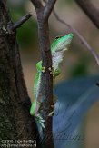 DZL0110A386 Madagaskarreuzendaggekko / Phelsuma grandis