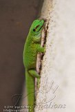 DZL0110A396 Madagaskarreuzendaggekko / Phelsuma grandis