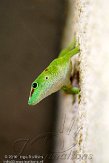 DZL0110A399 Madagaskarreuzendaggekko / Phelsuma grandis