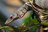 DZL0110A419 rozekeelvaraan / Varanus jobiensis