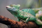 DZL0110A423 kroonbasilisk / Basiliscus plumifrons