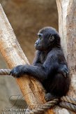 DZL0110A468 westelijke laaglandgorilla / Gorilla gorilla gorilla