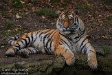 DZL0110A630 Siberische tijger / Panthera tigris altaica