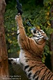 DZL0110A674 Siberische tijger / Panthera tigris altaica