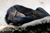 DZL01119679 chimpansee / Pan troglodytes