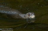 DZL01122842 reuzenotter / Pteronura brasiliensis