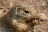 DZL01122916 zwartstaartprairiehond / Cynomys ludovicianus