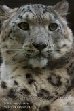 DZL01123031 sneeuwpanter /Panthera uncia