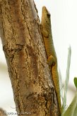 DZL02123050 Madagaskarreuzendaggekko / Phelsuma grandis