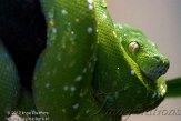 DZL02123051 groene boompython / Morelia viridis