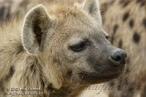 DZL02123090 gevlekte hyena / Crocuta crocuta