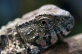 DZL01180886 Chinese krokodilstaarthagedis / Shinisaurus crocodilurus