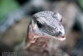 DZL01180929 rozekeelvaraan / Varanus jobiensis