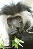 DZM01122649 Angolese franjeaap / Colobus angolensis palliates