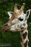 DZM01122671 Rothschildgiraffe / Giraffa camelopardalis rothschildi