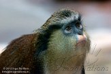 DZM01122676 monameerkat / Cercopithecus mona