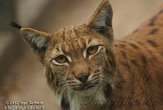 DZM01122685 Karpatische lynx / Lynx lynx carpathicus