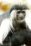 DZM01122768 Angolese franjeaap / Colobus angolensis palliates