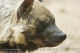DZM01122792 gestreepte hyena / Hyaena hyaena