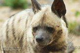 DZM01122794 gestreepte hyena / Hyaena hyaena