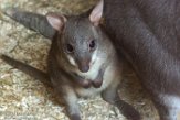 DZM01181544 De Bruijnpademelon / Thylogale brunii